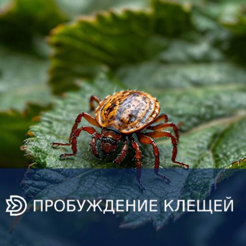 ������� ������� ����������� ������