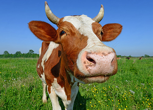 ������� �������� ������ �������� ������ �� �������� �������������������