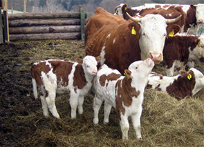 � ���������� ������ ������ ������������� ������� �������������� ���������� ���