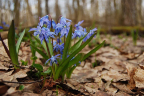 � ���������� ����������� ������������