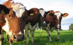 �������������� �� ������ - ����