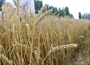 � ���������� ������ ���������� ������ �������� ����� ���� �����