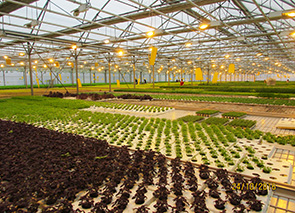 ��������� �������ѻ ���������� ������� �� ������ � � �������