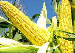 �� ����� �������� ������ ������� �������� ������ � ��������