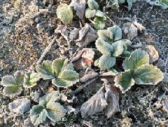 �� ������ ���� ���������