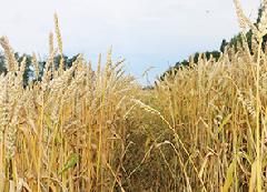 ������� ���� �������� � ������������ ������� ��������  ����� 140 ����� ����