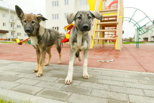 � ������� ������ ��� ����� ������������ ��������