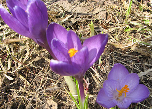 �� ��������������� �� ����������� ������ ��������