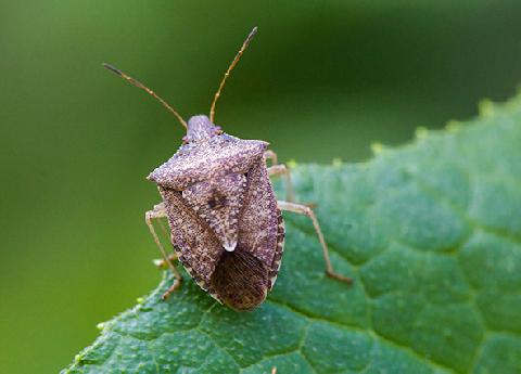 ��������������� �����������