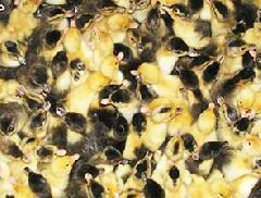 � ������������ ��������� �����