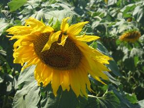 ������� ���������� � ���������� ����� ��� ������ ������ 2018 ����