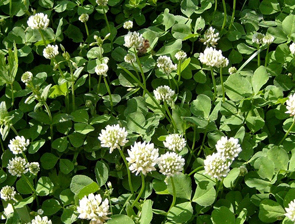 ������� �������� ������� ����� �� ����������� ���������� ������