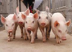 � ������������� ���� ���� �������� �� ���� �������������� ������� ��� ��������