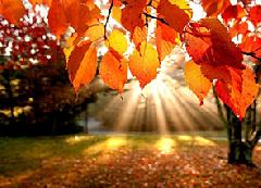 ������� ������ �� 15 ��������