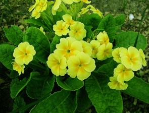 �� ��������������� �� ����������� ������ � ����������� ��� �������  ������������ ��������, ���������� � ������� �����